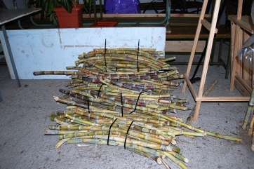 Caña de azúcar repartida en Jinámar en 2013 (Foto TA)