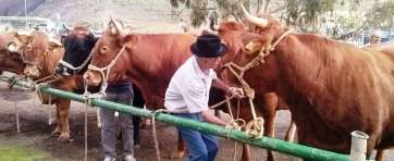 Un ganadero amarra a uno de sus animales, al inicio de la feria (Foto Antonio Alí)