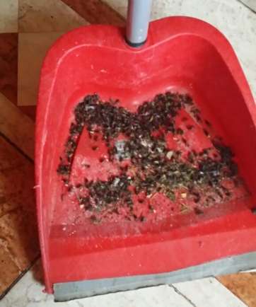 Los vecinos aseguran no dar abasto ante la plaga que sufren  (Foto TA)