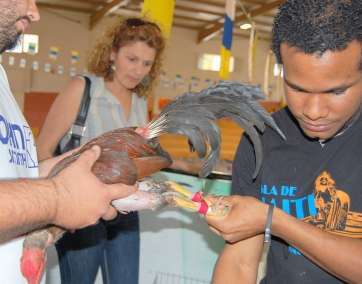Control de un gallo de pelea en Las Huesas-Telde, en una imagen de archivo (Foto www.etnografiayfolclore.org)