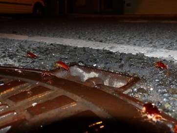 Imagen de archivos de cucarachas en alcantarillas de Telde (Foto TA)