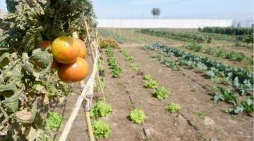 Huertos en la finca de San Juan (Foto TA)