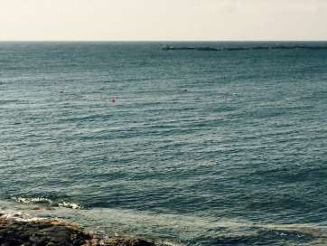 Imagen del copo de sardinas ubicado junto a la orilla de Salinetas (Foto TA)