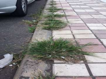Imagen de la maleza que se acumula en los bordes de la carretera y que ha sido objeto de la denuncia vecinal (Foto TA)