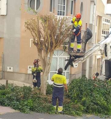 Imagen de los trabajos de poda denunciados (Foto TA)