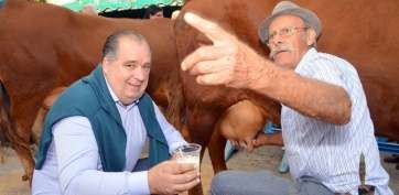 El concejal de Festejos, Juan Martel, ordeña una de las vacas (Foto TA)