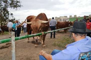 El toro más llamativo de la feria (Foto TA)