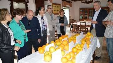 Momentos previos al inicio de la cata de naranjas (Foto TA)