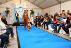 I Pasarela Canina de Disfraces de El Mirador (Foto TA)