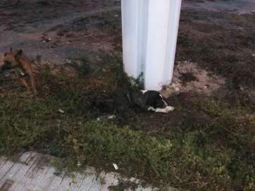 Dos de los perros protagonistas de las quejas (Foto TA)