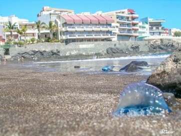 Imagen de archivo de una medusa en una playa de Telde (Foto Antonio Rico)