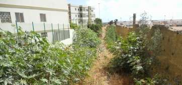 Vegetación y piedras obstruyen el barranco de Melenara (Foto TA)