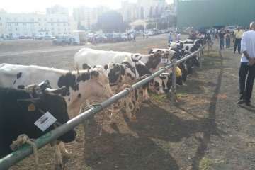 Foto Antonio Alí/TA y Francisco J. Santana