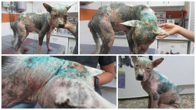 Estado de los animales (Foto TA)