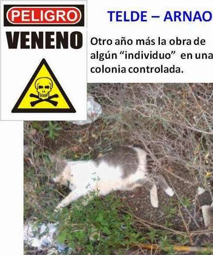 Cartel de un colectivo de amantes de animales alertando de la muerte de gatos (Foto TA)