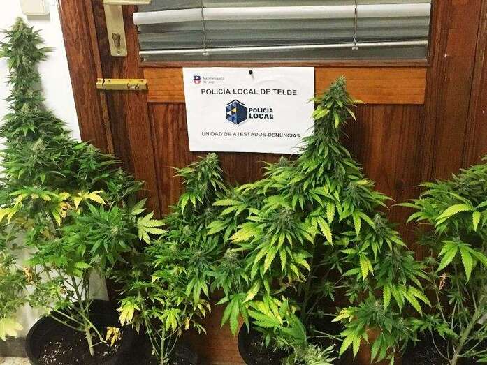 Las macetas con marihuana confiscadas en el piso de Las Huesas (Foto TA)