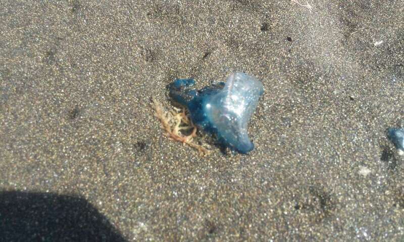 Medusas aparecidas en la playa de Hoya del Pozo, este lunes (Foto TA)