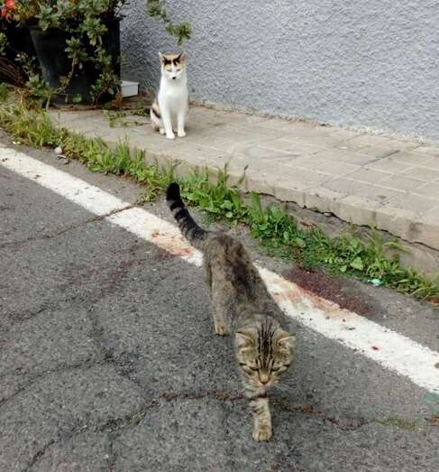 Un gato junto a sangre de otro que había sido arrollado minutos antes en la calle de Arolas (Foto TA)