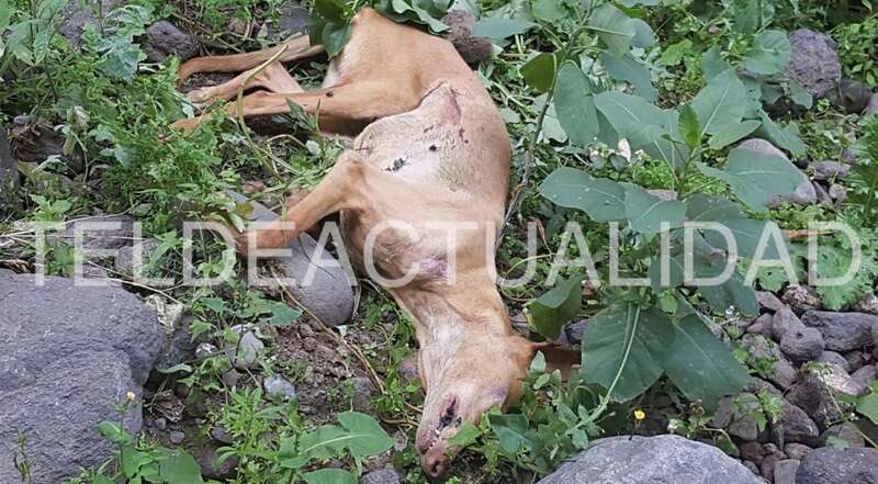 Imagen de uno de los perros muertos hallados en el Barranco Real de Telde (Foto TA)
