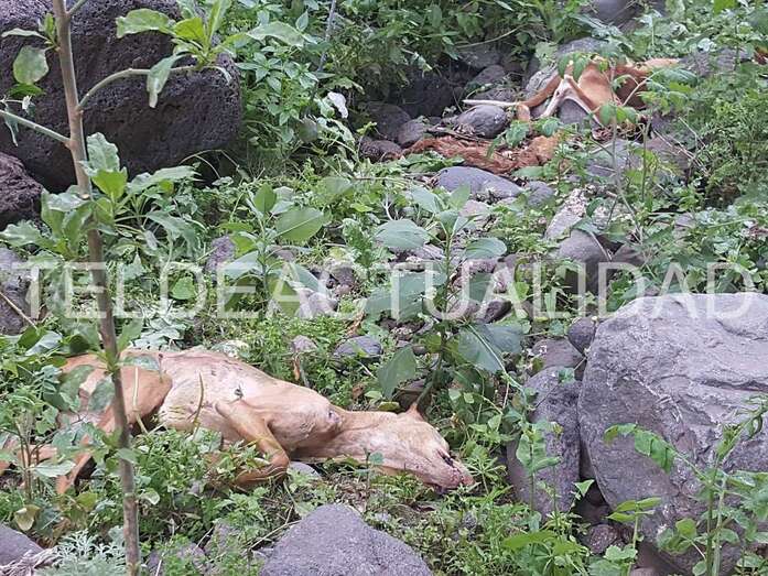 Cinco perros muertos fueron hallados en este remoto enclave del Barranco Real de Telde (Foto TA)