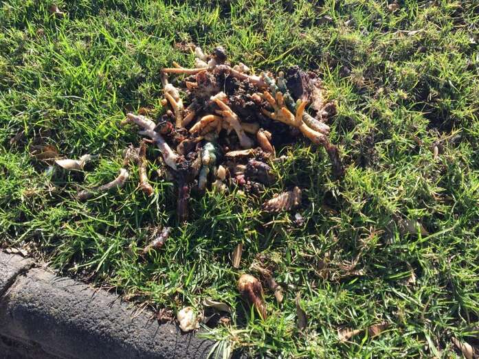 Los despojos se encuentran a la vista de todo el mundo, en un pequeño jardín público de Arnao (Foto TA)