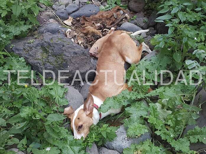 Uno de los perros podencos aparecido muerto en el Barranco Real de Telde (Foto TA)