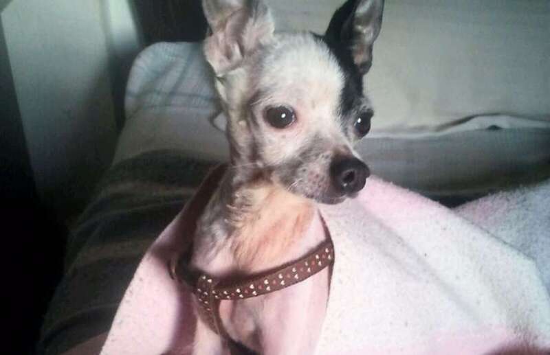 Boby, el perro chihuahua que sufrió el ataque (Foto TA)