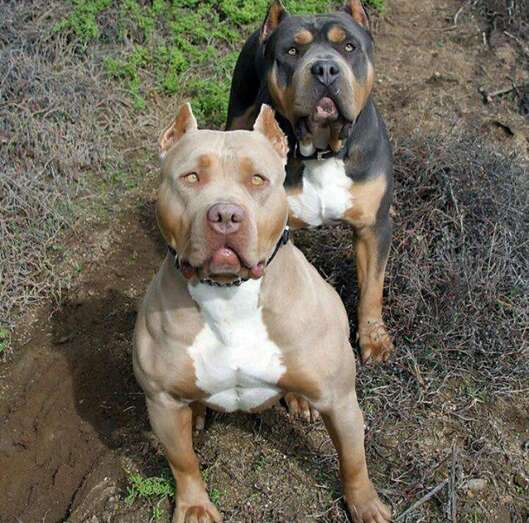 Imagen de archivo de un perro pitbull similar a que ocasionó alarma en el barrio teldense (Foto Multimedia)