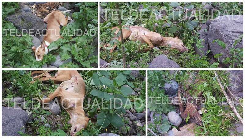 Imágenes avanzadas en primicia por TELDEACTUALIDAD de la masacre de perros en Telde (Foto TA)