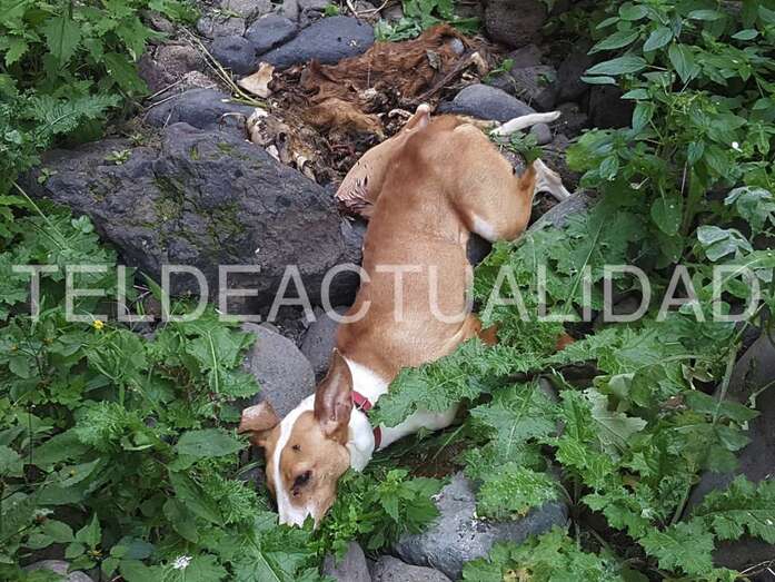 Uno de los podencos hallados muertos el pasado mes de febrero en el Barranco Real de Telde (Foto TA)