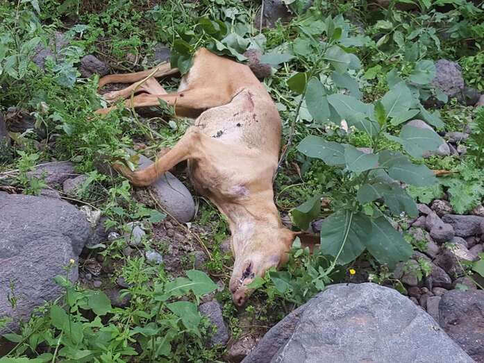Uno de los podencos hallados muertos el pasado mes de febrero en el Barranco Real de Telde (Foto TA)