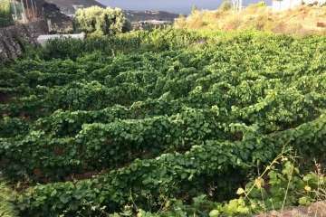 Foto TA y Teldeenfiestas