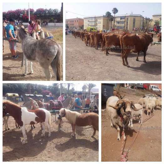 Muestra de ganado de San Juan (Foto TA)