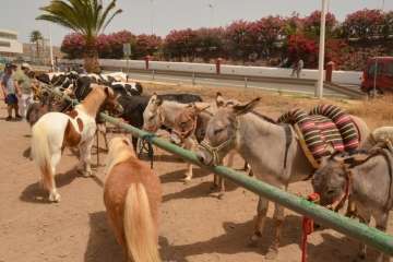 Muestra de ganado y entrega de premios (Foto TA y Francisco Javier Santana)