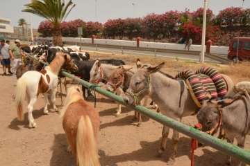 Muestra de ganado y entrega de premios (Foto TA y Francisco Javier Santana)