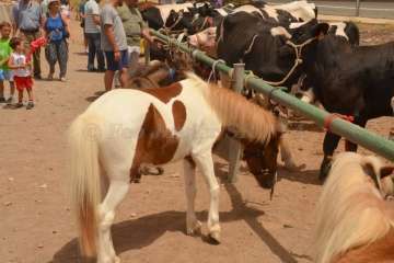 Muestra de ganado y entrega de premios (Foto TA y Francisco Javier Santana)