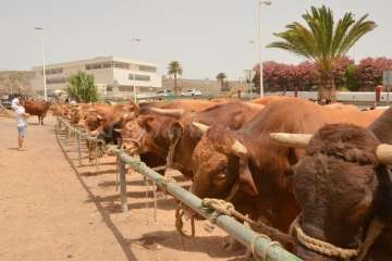 Muestra de ganado y entrega de premios (Foto TA y Francisco Javier Santana)