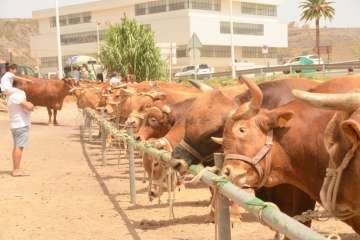 Muestra de ganado y entrega de premios (Foto TA y Francisco Javier Santana)