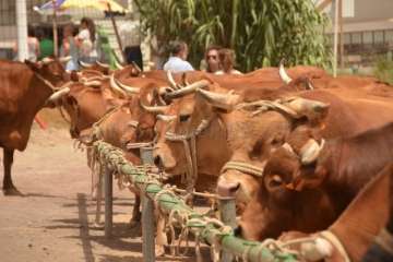 Muestra de ganado y entrega de premios (Foto TA y Francisco Javier Santana)