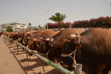 Muestra de ganado y entrega de premios (Foto TA y Francisco Javier Santana)