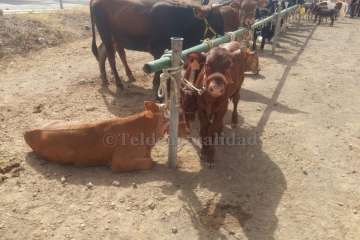 Muestra de ganado y entrega de premios (Foto TA y Francisco Javier Santana)