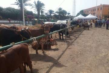 Muestra de ganado y entrega de premios (Foto TA y Francisco Javier Santana)
