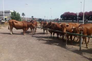 Muestra de ganado y entrega de premios (Foto TA y Francisco Javier Santana)