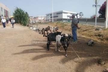 Muestra de ganado y entrega de premios (Foto TA y Francisco Javier Santana)