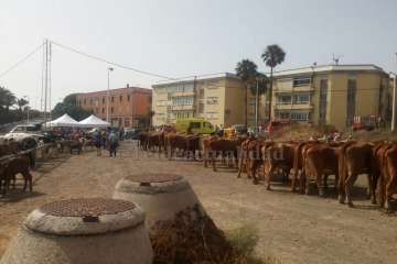 Muestra de ganado y entrega de premios (Foto TA y Francisco Javier Santana)