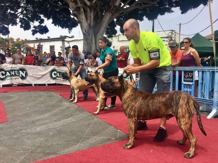 Perros participantes en el concurso (Foto TA)