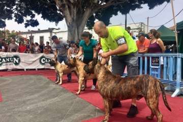 Concurso Nacional Canino de Dogo Presa Canario en Telde (Foto TA)