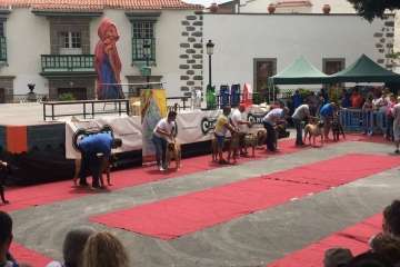 Concurso Nacional Canino de Dogo Presa Canario en Telde (Foto TA)