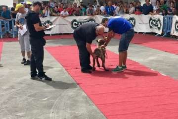 Concurso Nacional Canino de Dogo Presa Canario en Telde (Foto TA)