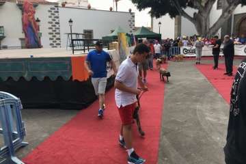 Concurso Nacional Canino de Dogo Presa Canario en Telde (Foto TA)